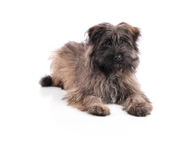 Pyrenean çoban köpeği beyaz arka planda izole edilmiş.