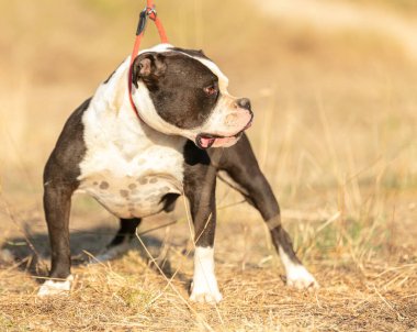 Genç Amerikalı siyah beyaz kabadayı.
