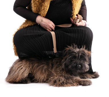 Pyrenean çoban köpeği beyaz arka planda tasmayla izole edilmiş.