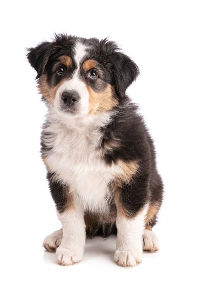 Australian Shepherd Puppy Isolated Sitting White Background — Stock Photo, Image