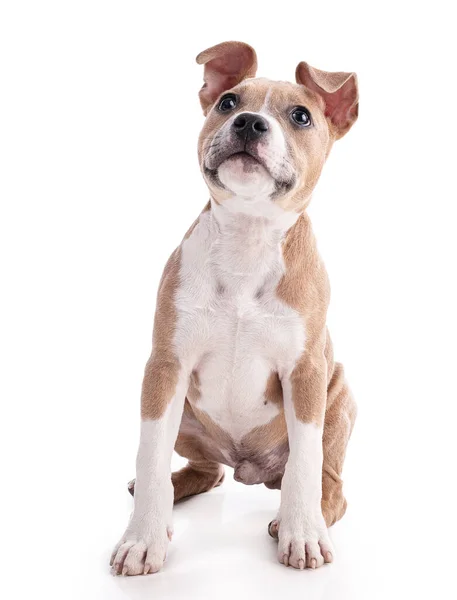 Month Old American Staffordshire Terrier Puppy Sitting White Background Stock Photo