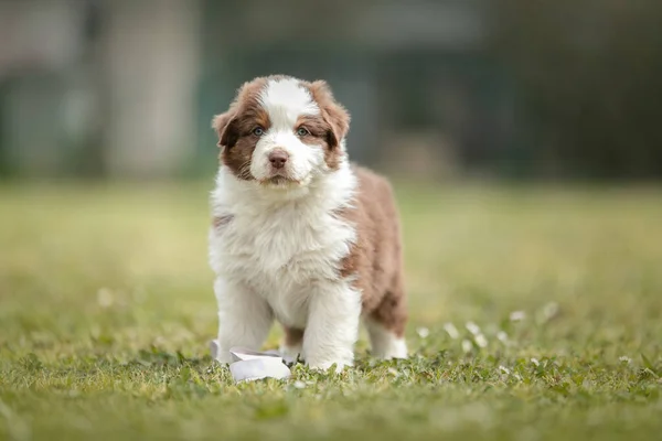 Leuke Australische Herder Puppy Het Gras Buiten — Stockfoto