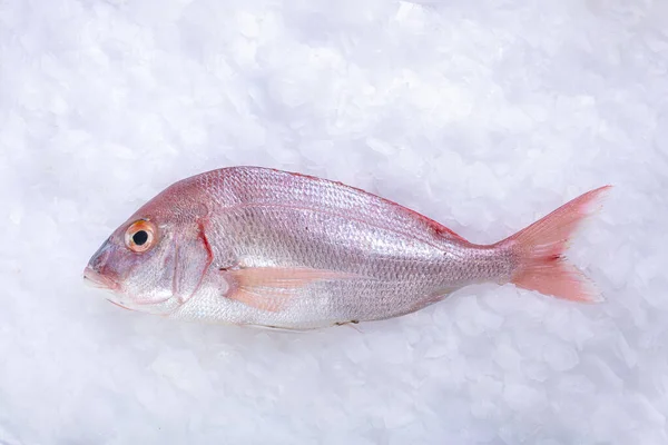 Paddlefish Frais Dans Glace Chez Poissonnier — Photo