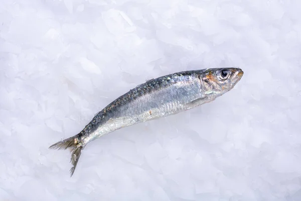 Sardine Fraîche Dans Glace Chez Poissonnier — Photo