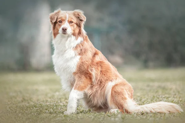 Entzückender Australischer Schäferhund Gras Draußen — Stockfoto