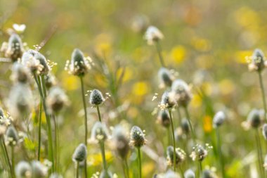 İlkbaharda kır çiçekleri.
