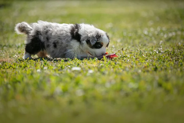 可敬的澳大利亚牧羊犬在外面的草地上 — 图库照片