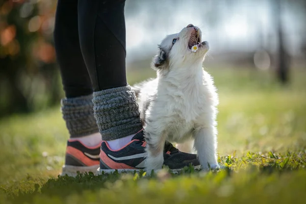 Adorable Australian Shepherd Dog Grass — Stock Photo, Image