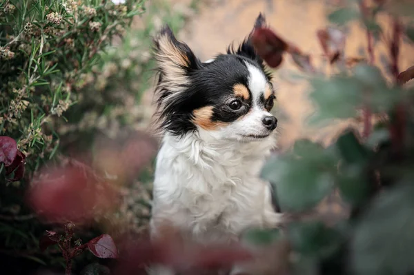 Retrato Chihuahua Três Cores Plantas Com Borrão — Fotografia de Stock