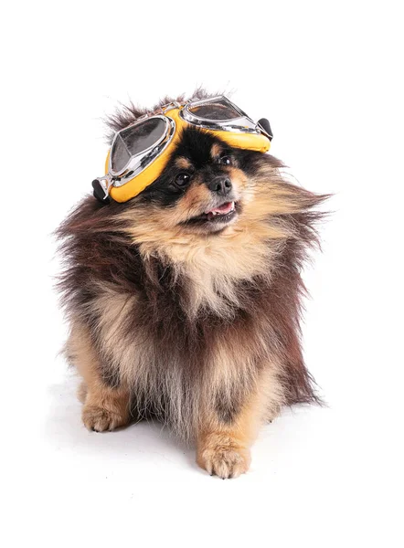 Retrato Adorável Bicolor Pomerânia Com Óculos Aviador Fundo Branco — Fotografia de Stock