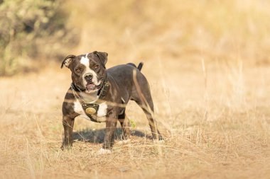 Genç Amerikalı siyah beyaz kabadayı.