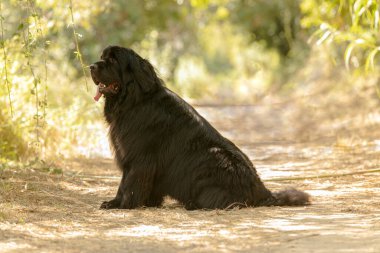 Kara Newfoundland Köpek vahşi doğada oturuyor