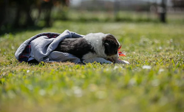 可敬的澳大利亚牧羊犬在外面的草地上 — 图库照片