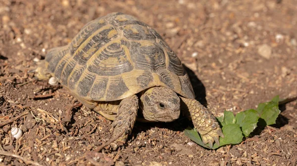 Черепаха Германа Волі — стокове фото