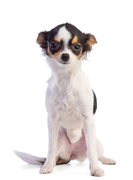 Jovem Chihuahua Sentado Com Uma Bandagem Após Uma Operação Fundo — Fotografia de Stock