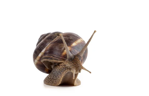 Caracol Que Levanta Cabeza Sobre Fondo Blanco —  Fotos de Stock