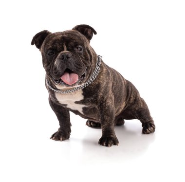 Beyaz bir arka planda Amerikan zorba köpeğinin portresi