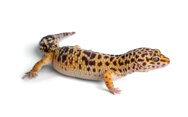 Gecko Leopardo Eublepharis Macularius Sobre Fondo Blanco —  Fotos de Stock