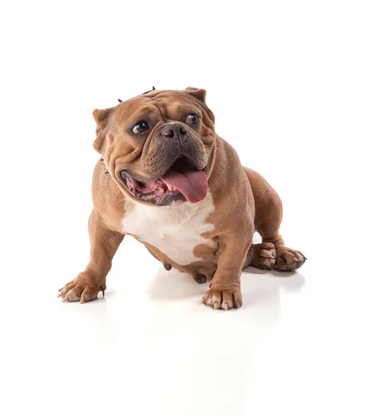 Портрет Американской Собаки Хулигана Белом Фоне — стоковое фото