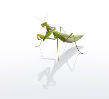  Genç peygamberdevesi (Mantid dini) beyaz arka planda bir bacağı yıkıyor. 