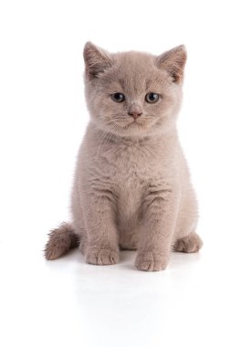 Beyaz arka planda oturan iki aylık İngiliz kedi yavrusu.