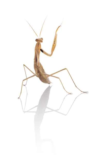 Mantis Orante Juvenil Mantis Religiosa Fundo Branco — Fotografia de Stock