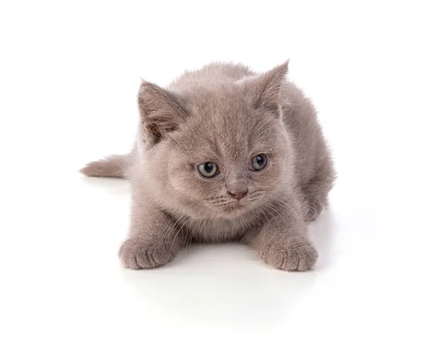 Two Months Old British Kitten White Background — Stock Photo, Image