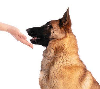 Beyaz arka planda genç Belçikalı çoban köpeği Malinois