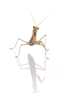  Beyaz bir arka planda genç peygamber devesi (Mantid dini) 