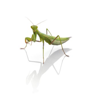 Beyaz bir arka planda genç peygamber devesi (Mantid dini) 