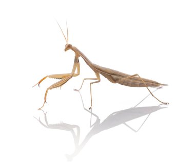  Beyaz bir arka planda genç peygamber devesi (Mantid dini) 