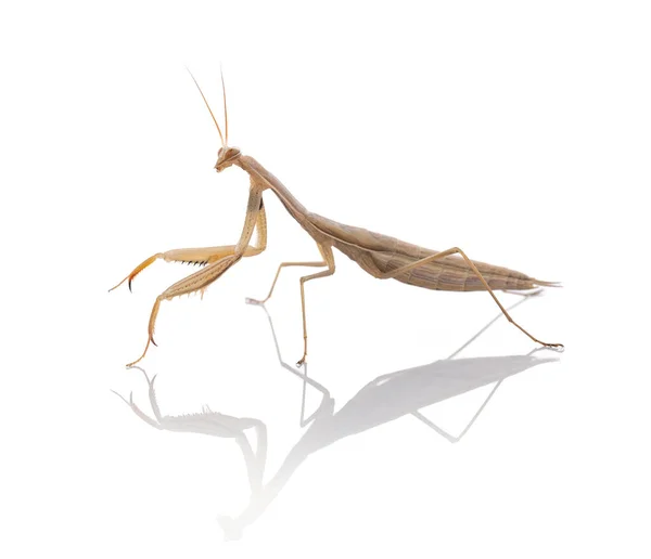 배경에서 사마귀 Mantis Religiosa 기도하는 — 스톡 사진