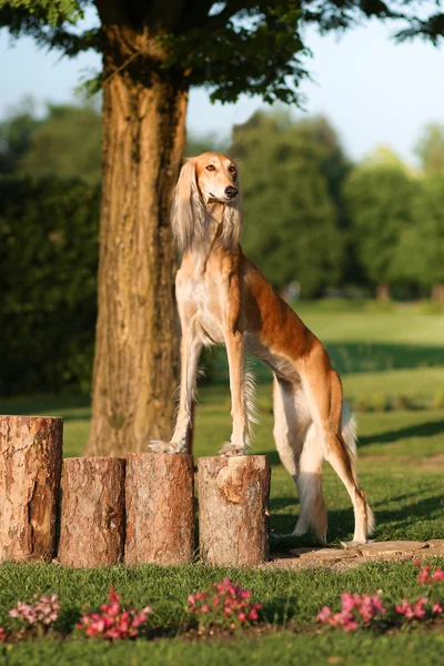 サルーキ犬立っている木の上 ストック画像