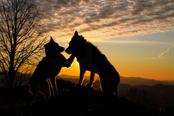 Two border collie dogs having fun at sunrise — Stock fotografie