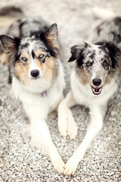Two Border collies making heart with paws — 图库照片