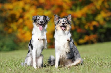 Happy border collies dogs waving