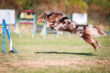 Avustralyalı çoban çeviklik atlama