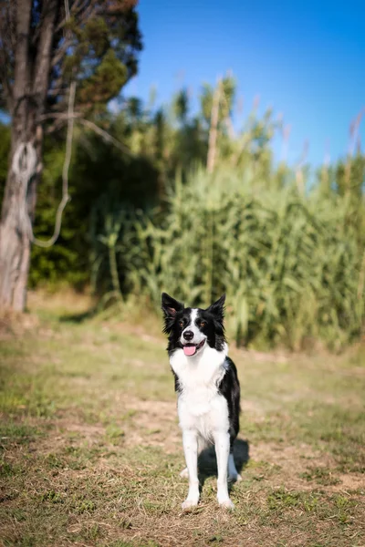 黒と白のボーダー ・ コリー犬のポーズ — ストック写真