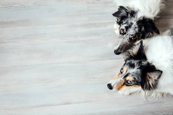 Dos collies fronterizos acostados con la cabeza hacia abajo —  Fotos de Stock