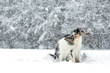 Öpücük vererek border collie köpek