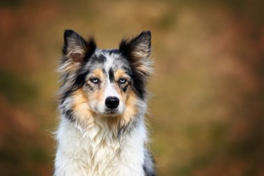Mavi merle kenar kömür ocağı köpek poz