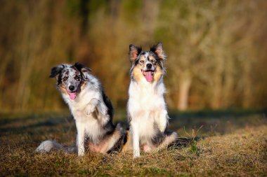 Hile yaparak kenar kömür ocağı köpek