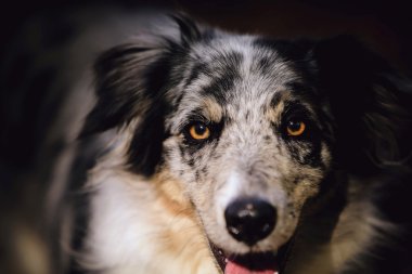 Kenar kömür ocağı köpek portre Güz