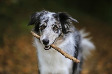 Bir sopa tutan border collie köpek