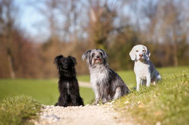 Yolda oturan üç mutlu köpek