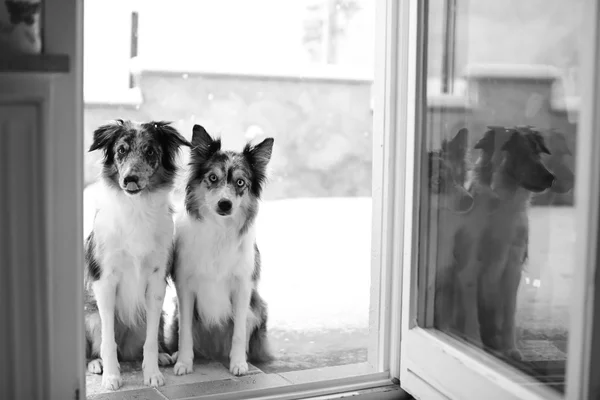 Oturan iki kenar kömür ocağı köpek — Stok fotoğraf