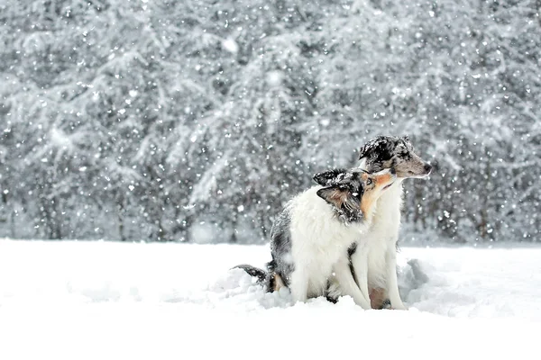 Border collie dog giving kiss — Stock Photo, Image