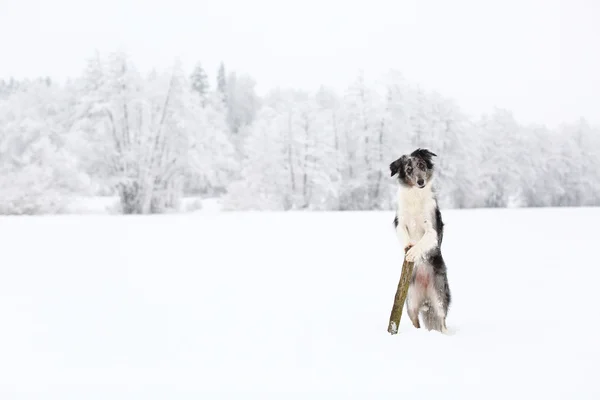 Blue merle gränsen collie hund stående — Stockfoto