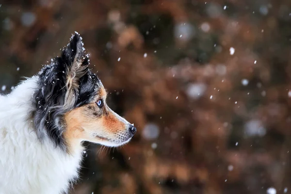 Border collie kijken sneeuwvlokken — Stockfoto