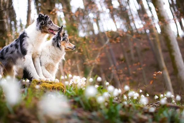 Пограничная колли-собака позирует на природе — стоковое фото